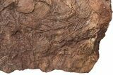 Silurian Fossil Crinoid (Scyphocrinites) Plate - Morocco #148557-4